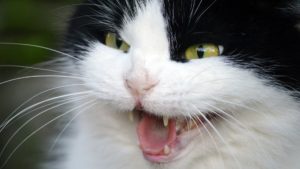 Black and white cat showing teeth, illustrating a blog about workplace conflict and just cause for dismissal